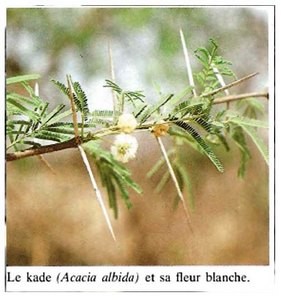 Acacia Albida