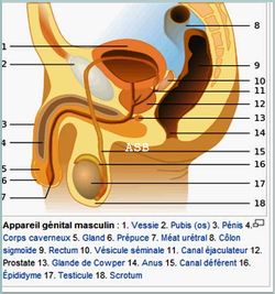 Problèmes de Prostate : Maladies De la Prostate Traitement Naturel