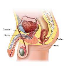 La Prostate traitement Naturel, La prostate est le cancer le plus fréquemment diagnostiqué chez les hommes au-delà de 50 ans