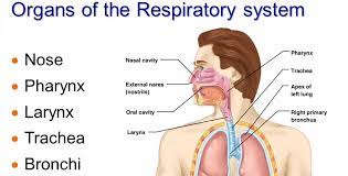 La laryngite Traitement Naturel, Veuillez suivre nos traitements purement naturel pour une guérison définitif de la laryngite