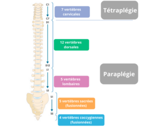 La Tétraplégie