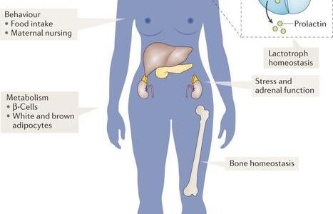 Hyperprolactinémie et Galactorrhée : Quelques Aliments Pour la Prolactine