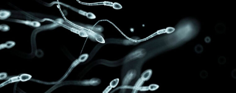 Polyzoospermie : Infertilité Masculine, Causes et Traitement Naturel