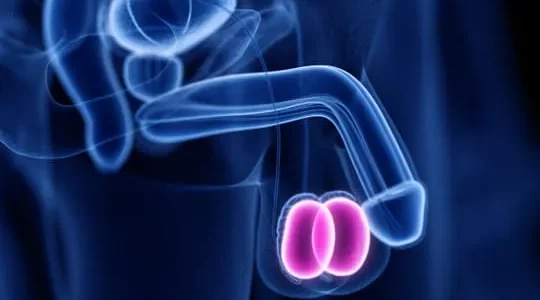 Atrophie Testiculaire : Définition, Causes, Symptômes Et Solution Naturelle